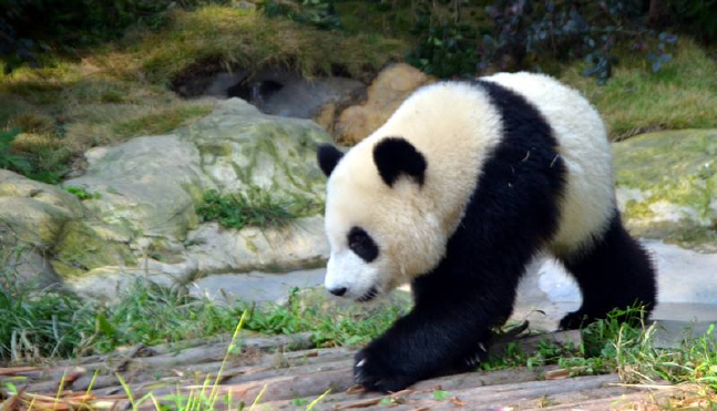 中国国宝大熊猫的外形特点