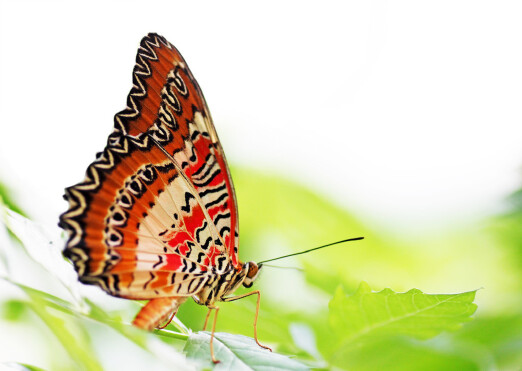 蝴蝶的外形特点和习性
