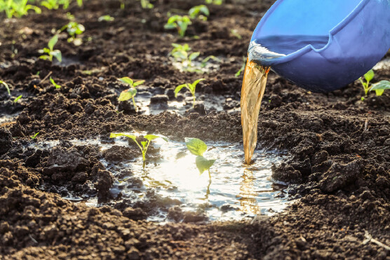 化粪池的粪水能直接当肥料吗