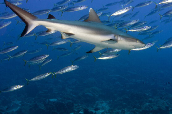 鲨鱼种类有多少生活习性是什么