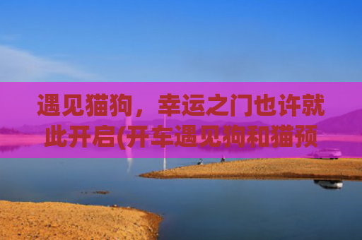遇见猫狗，幸运之门也许就此开启(开车遇见狗和猫预示什么)