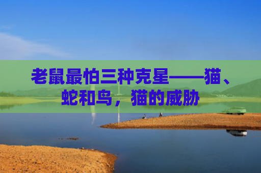 老鼠最怕三种克星——猫、蛇和鸟，猫的威胁