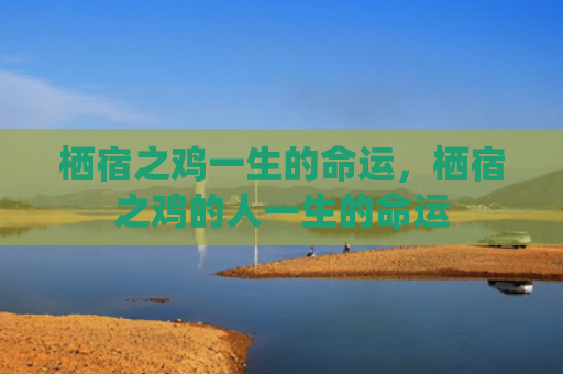 栖宿之鸡一生的命运，栖宿之鸡的人一生的命运