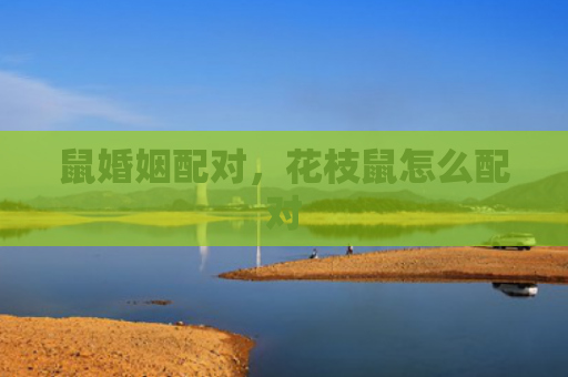 鼠婚姻配对，花枝鼠怎么配对