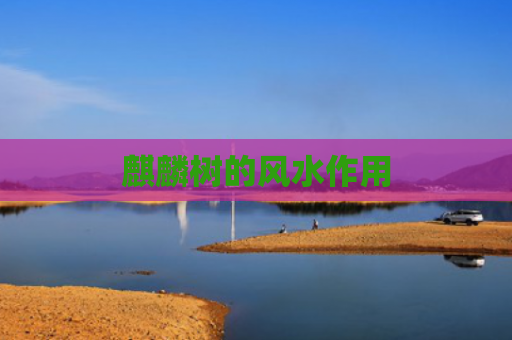 麒麟树的风水作用